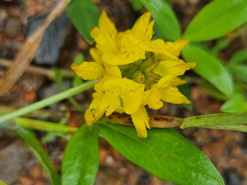 Listia bainesii, photographed by Martin Rady