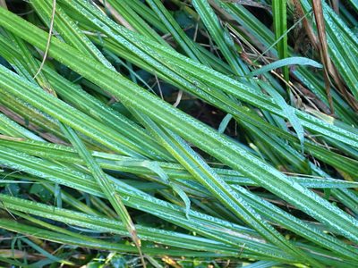 Carex geminata, photographed by Kelvin Perrie