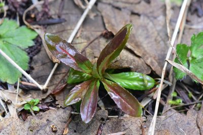 Epilobium ciliatum, photographed by Braden J. Judson