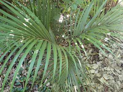 Rhopalostylis sapida, photographed by Kelvin Perrie
