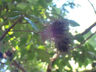 Entelea arborescens, photographed by Kelvin Perrie