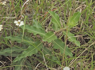 Asclepias viridiflora, photographed by Craig Hensley