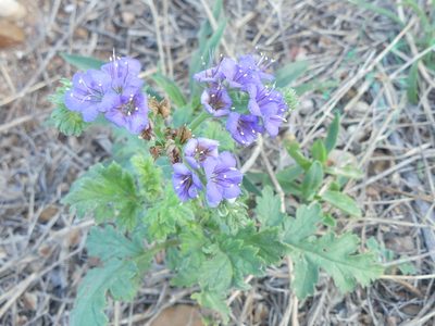 Phacelia congesta, photographed by Morgan Hay