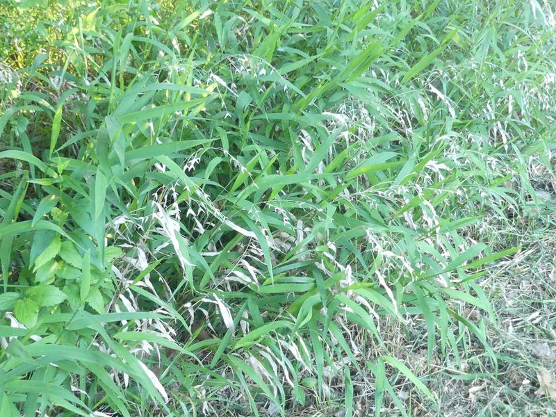 Chasmanthium latifolium, photographed by Morgan Hay