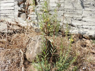 Heimia salicifolia, photographed by Oscar Alejandro Morales Juárez