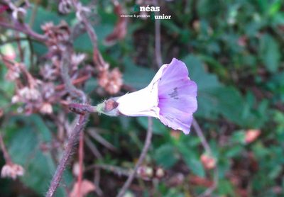 Ipomoea triloba, photographed by Enéas V. Gouvêa Junior