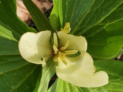 Trillium albidum, photographed by Mary K. Hanson