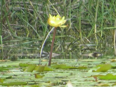 Nymphaea mexicana, photographed by johnyochum