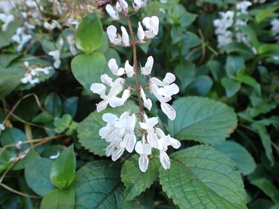 Plectranthus ciliatus, photographed by Kelvin Perrie