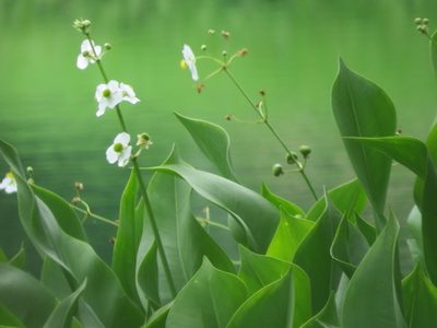 Sagittaria lancifolia, photographed by johnyochum