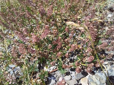 Lepidium meyenii, photographed by Humber Alberto