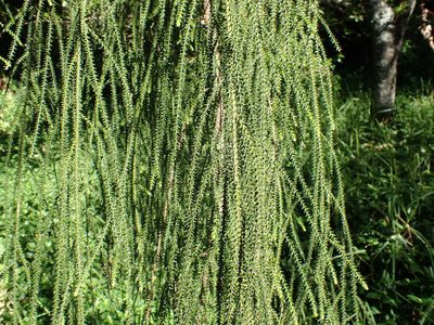 Dacrydium cupressinum, photographed by Kelvin Perrie