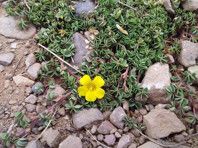 Oxalis bisfracta, photographed by Humber Alberto