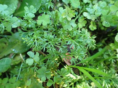 Soliva sessilis, photographed by Kelvin Perrie