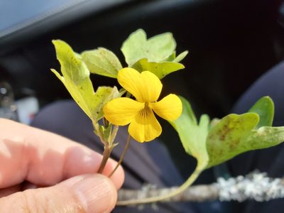 Viola lobata, photographed by Mary K. Hanson