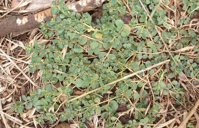 Euphorbia serpens, photographed by Rosalie Lawrence