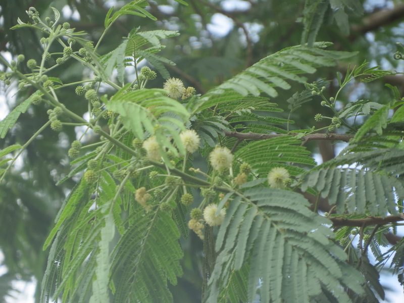 Leucaena pulverulenta, photographed by johnyochum