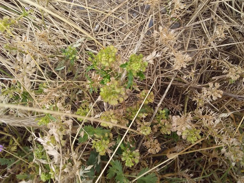 Lepidium meyeri, photographed by Humber Alberto