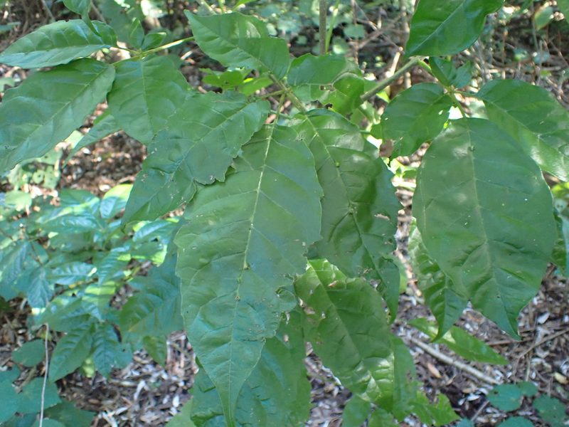 Vitex lucens, photographed by Kelvin Perrie