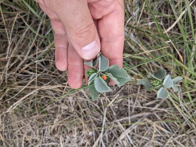 Abutilon fruticosum