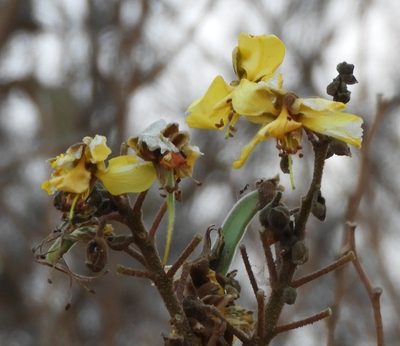 Erythrostemon palmeri, photographed by Francisco Farriols Sarabia