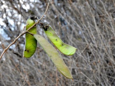 Erythrostemon palmeri, photographed by Francisco Farriols Sarabia