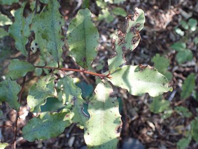 Myrsine australis, photographed by Kelvin Perrie