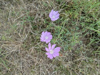 Lygodesmia texana, photographed by Cleveland Powell