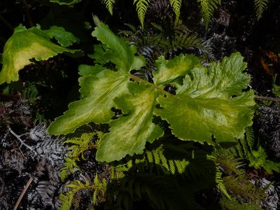 Sonchus regius, photographed by Patricio Novoa