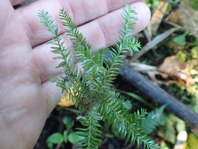 Dacrycarpus dacrydioides, photographed by Kelvin Perrie