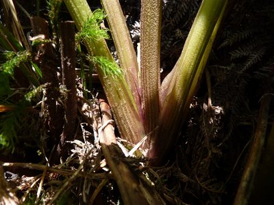 Sonchus regius, photographed by Patricio Novoa