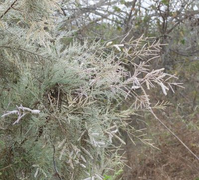 Tamarix ramosissima, photographed by Francisco Farriols Sarabia