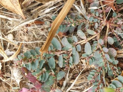 Euphorbia prostrata, photographed by Rosalie Lawrence