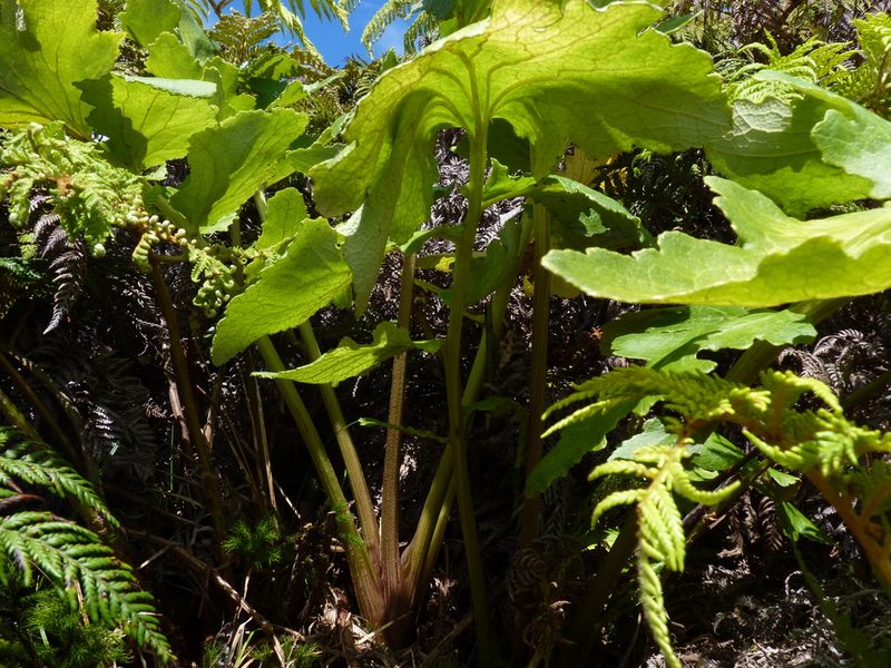 Sonchus regius, photographed by Patricio Novoa