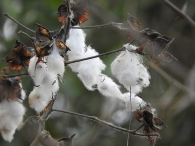 Gossypium hirsutum, photographed by Francisco Farriols Sarabia