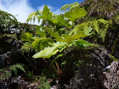 Sonchus regius, photographed by Patricio Novoa