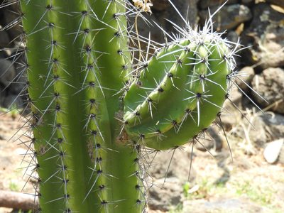 Stenocereus queretaroensis, photographed by Oscar Alejandro Morales Juárez