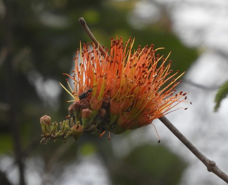 Combretum farinosum, photographed by Francisco Farriols Sarabia