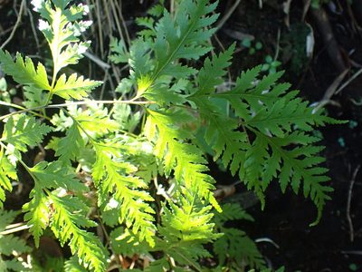 Pteris macilenta, photographed by Kelvin Perrie