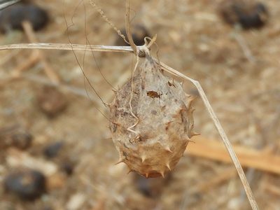 Luffa quinquefida, photographed by Francisco Farriols Sarabia