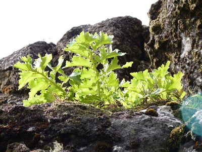 Sonchus regius, photographed by Patricio Novoa