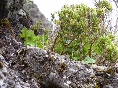 Sonchus regius, photographed by Patricio Novoa