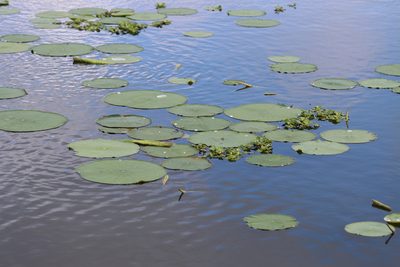 Nelumbo lutea, photographed by Rich Sommer