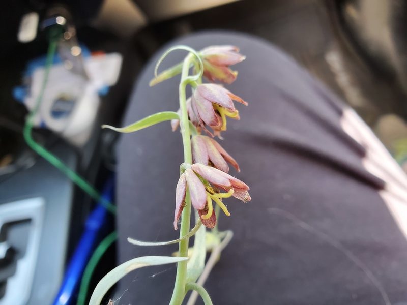 Fritillaria micrantha, photographed by Mary K. Hanson