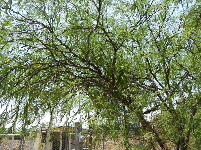 Psittacanthus calyculatus, photographed by Oscar Alejandro Morales Juárez