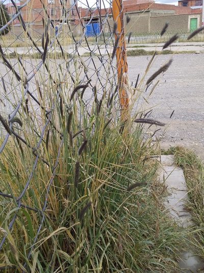 Hordeum muticum, photographed by Humber Alberto