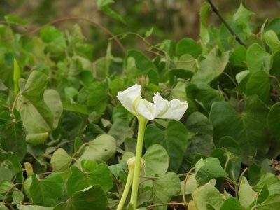 Ipomoea alba, photographed by Francisco Farriols Sarabia