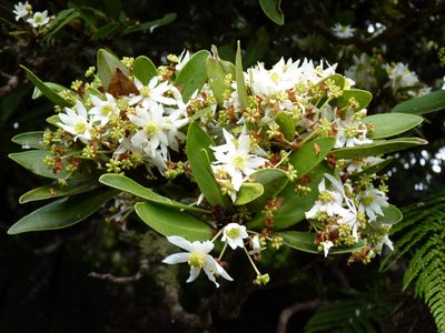 Drimys confertifolia, photographed by Patricio Novoa
