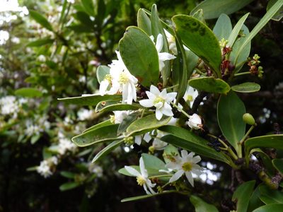 Drimys confertifolia, photographed by Patricio Novoa