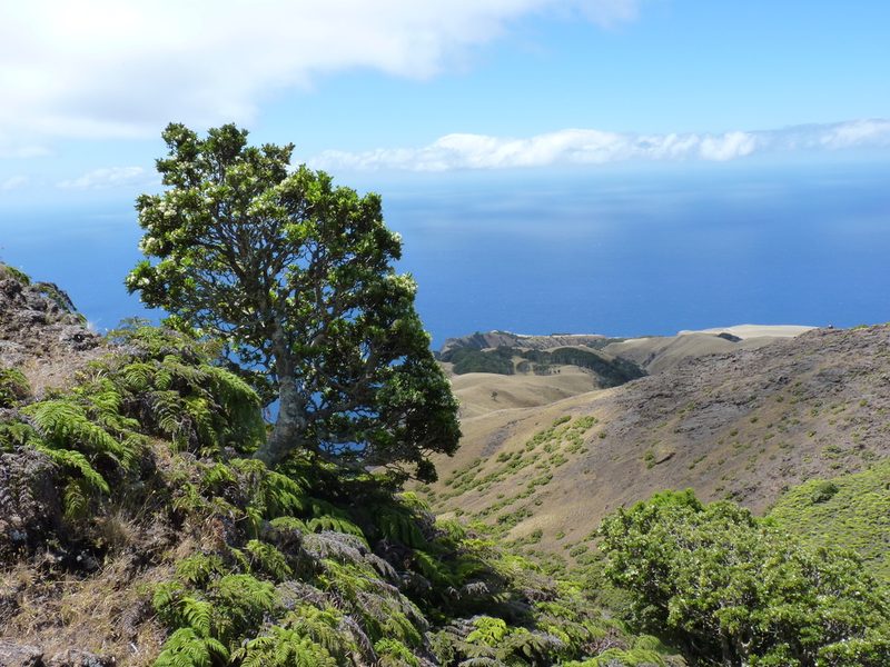 Drimys confertifolia, photographed by Patricio Novoa